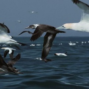 自然界大事件 Nature's Great Events