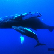 自然界大事件 Nature's Great Events