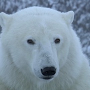 自然界大事件 Nature's Great Events