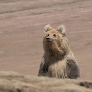 美丽中国 Wild China