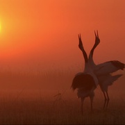 美丽中国 Wild China