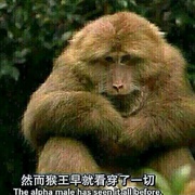 美丽中国 Wild China