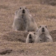 美丽中国 Wild China
