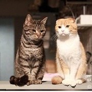 点击查看图片 最完美的离婚 2014特别篇 最高の離婚Special 2014