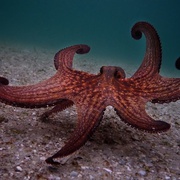 点击查看图片 我的章鱼老师 My Octopus Teacher