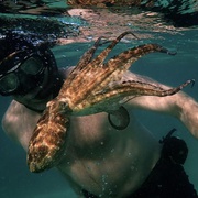 点击查看图片 我的章鱼老师 My Octopus Teacher