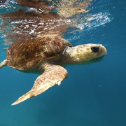 大堡礁 Great Barrier Reef