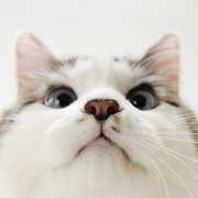 猫咪物语5 にゃんこ THE MOVIE 5
