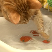猫咪物语5 にゃんこ THE MOVIE 5