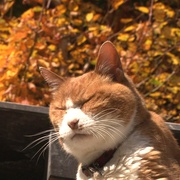 猫咪物语5 にゃんこ THE MOVIE 5