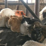 猫咪物语5 にゃんこ THE MOVIE 5
