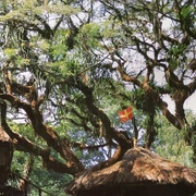 海角乐园 Swiss Family Robinson