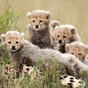 点击查看图片 非洲猫科 African Cats