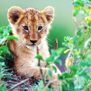 点击查看图片 非洲猫科 African Cats