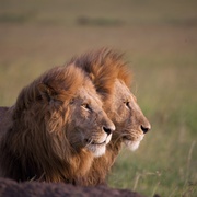 点击查看图片 非洲猫科 African Cats