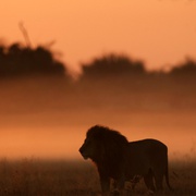 最后的狮子 The Last Lions