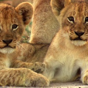 最后的狮子 The Last Lions