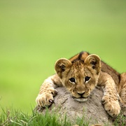最后的狮子 The Last Lions