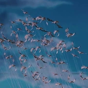 詹姆斯和巨桃 James and the Giant Peach