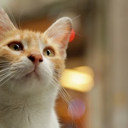 爱猫之城 Kedi