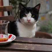 爱猫之城 Kedi