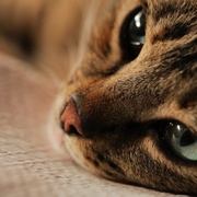爱猫之城 Kedi