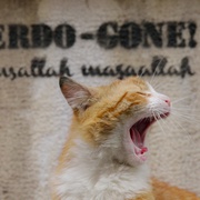 爱猫之城 Kedi