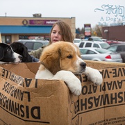 一条狗的使命 A Dog's Purpose