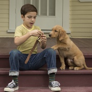 一条狗的使命 A Dog's Purpose