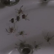 小魔星 Arachnophobia