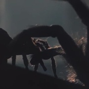 小魔星 Arachnophobia