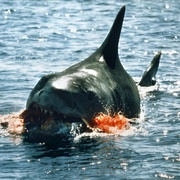大白鲨 Jaws