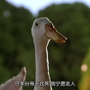 小猪宝贝 Babe