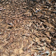 启示 Apocalypto