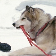 南极大冒险 Eight Below