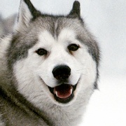 南极大冒险 Eight Below