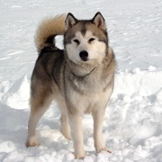 南极大冒险 Eight Below