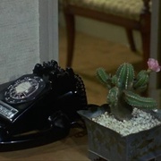 仙人掌花 Cactus Flower