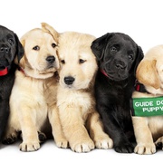 崽之抉择 Pick of the Litter