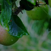 种出个地球 How To Grow A Planet