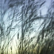 种出个地球 How To Grow A Planet