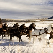 八恶人 The Hateful Eight