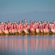 地球脉动 第二季 Planet Earth Season 2