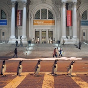 波普先生的企鹅 Mr. Popper's Penguins