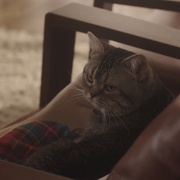 看到他们就会明白 彼らを見ればわかること