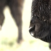 野性加拿大 第一季 Wild Canada Season 1