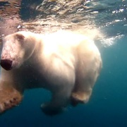 北极熊：一个夏天的奥德赛 Polar Bears:  A Summer Odyssey