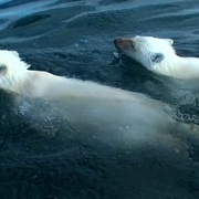 北极熊：一个夏天的奥德赛 Polar Bears:  A Summer Odyssey