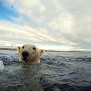 北极熊：一个夏天的奥德赛 Polar Bears:  A Summer Odyssey