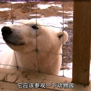 北极熊：一个夏天的奥德赛 Polar Bears:  A Summer Odyssey